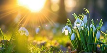 Beautiful Snowdrop Flowers In Morning Sunlight Spring
