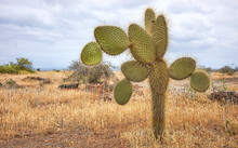 Landscape With Giant Galapagos Cactus, Santa Cruz Island, Galapagos, Ecuador.