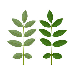 Wall Mural - Vector illustration, Indigofera zollingeriana leaves, isolated on white background.