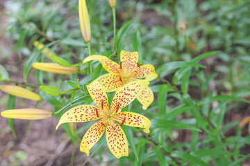 Wall Mural - Speckled yellow lily flowers