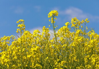 Wall Mural - Rapeseed flower canola or colza in latin Brassica Napus