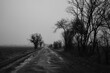 © Patrycja - Droga, Czarno Biały, Nostalgia, Śmierć, Koniec drogi, Drzewa, Mrok, Przytłoczenie, Smutek, Mgła, Mgliście, Mglisto, Cicho