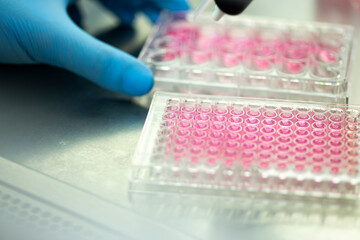 Wall Mural - geneticist working with microplate for cells analysis in the genetic lab. Researcher working with samples of tissue culture in microplate in the bioengineering laboratory