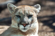 North American cougar (Puma concolor), close-up of a wild animal basking in the sun in the wild