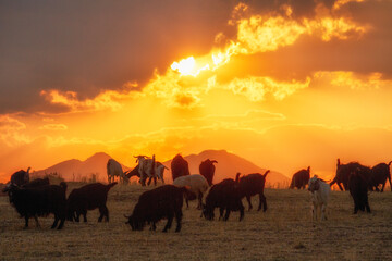 Canvas Print - Goats__