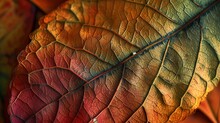 Macro Background Of Colorful Autumn Dry Leaf