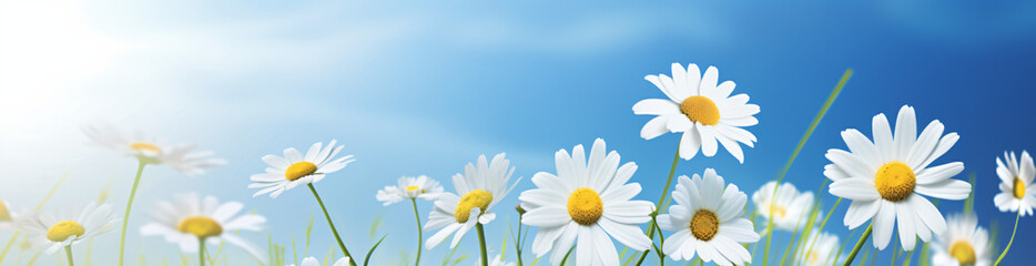 daisy and daisy flower flower in summer, in the style of bokeh panorama, realistic blue skies, abstr