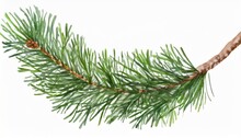 Pine Branch Watercolor Isolated Illustration Green Natural Forest Christmas Tree Needles Branches Greenery Hand Drawn Holiday Decor With Fir Branch Holiday Celebration Decoration For 2024 New Year
