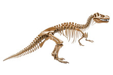 Dinosaur Bone Fossil Isolated On Transparent Background ,generative Ai