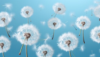 
Dandelions are round white in the foreground with flying seeds on a blue background. Concept: background screensaver, wild flowers
