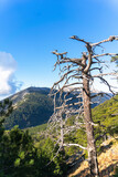 Fototapeta Do pokoju - A dry pine tree, only branches without leaves, Albania mountain, 