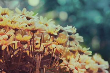 Wall Mural - Vintage flower lawn for background. Daisy flowers on a blurred background