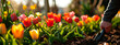 A gardener plants tulips in the garden. Selective focus.