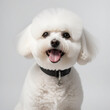 bichon frize dog isolated white background. ai generative