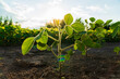 © Jenya Smyk - Close-up of a soybean plant against the sun. Soy sprouts on the field