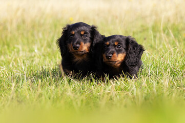 Wall Mural - dachshunds puppies