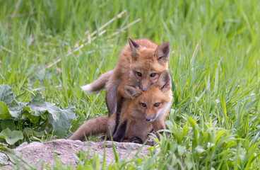 Sticker - Red fox kits (Vulpes vulpes) playing by their den deep in the forest in early spring in Canada