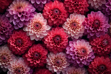 Illustrated Background Of DAHLIA Buds