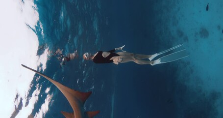 Wall Mural - Attractive woman freediver dives and swimming with Nurse sharks and fishes in blue ocean in the Maldives.