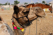 Kamelmarkt, Menschen, Tiere, Wüstenstadt Pushkar,               ( pushkar Camel Fair ) Rajasthan, Nordindien, Asien