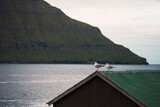 Fototapeta Na ścianę - nordic landscape with cabin green rooftop and two seagulls