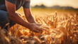 Hardworking hands of male farmer pouring grain in field