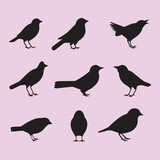 Fototapeta Dinusie - Finch bird set black silhouette vector