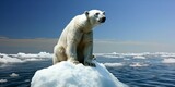 Fototapeta  - The polar bear lost its ice habitat due to melting caused by global warming