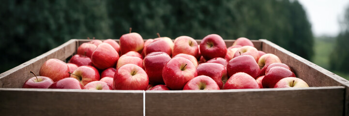 Apples, prepped for immediate shipment, are stored in a chilled warehouse. A fruit processing facility is engaged in the production of juice, cider, and vinegar