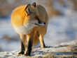 red fox with black paws