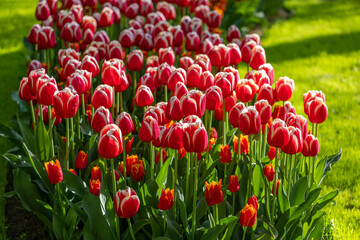 Keukenhof flower garden - largest tulip park in world, Lisse, Netherlands