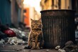 stray cat sitting on garbage can in the street. Problem of feral animals. 