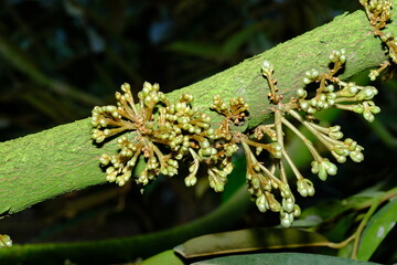 Wall Mural - ants on a plant