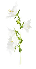 Wall Mural - Beautiful white Bellflowers falling in the air