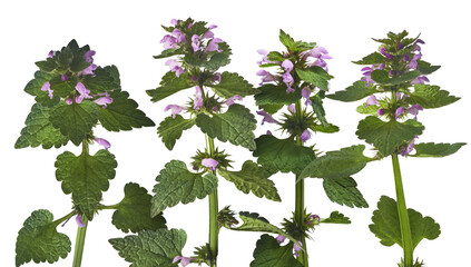 Wall Mural - Fresh Pink flowers of spotted dead-nettle Lamium maculatum.