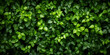 Vibrant green Foliage wall ivy nature leaves plant outdoor decorates modern tropical freshness green border top view mesmerizing display of natures movement make eyes fresh and cool.