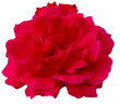 Single Bright red rose is on transparent background. Detail for creating a collage