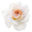 White rose isolated on a transparent background. Detail for creating a collage