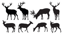 Vector Set Of Black Standing And Walking Deer And Doe Silhouettes On White Background
