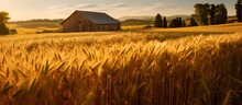 Wheat Fields Far From Urban Areas