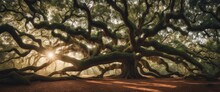 Panorama Of Branches From The Angel Oak Tree