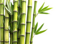 Fototapeta Dziecięca - bamboo on a transparent background, PNG is easy to use to decorate your project.
