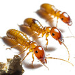 Macro photo of termites on transparent background PNG