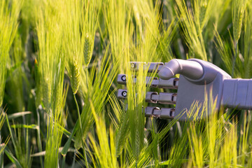 Fototapete - Robot hand with ears of rye. Smart farming and digital transformation in agriculture 4.0.