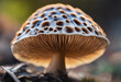 Close-up of poisonous mushrooms found in nature