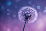 Fototapeta Dmuchawce - Beautiful dew drops on a dandelion seed Close-up Sparkling bokeh Beautiful light blue and violet bac