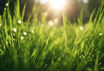 Natural green background of young juicy grass in sunlight with beautiful bokeh Lush grass close-up i