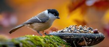 Adorable Marsh Tit Feeds On A Bird Table Filled With Sunflower Seeds, Nuts, And Dried Mealworms, On A Mossy Log During European Autumn In November.