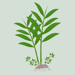 Wall Mural - True cardamom elettaria cardamomum plant with fruits on a green background.