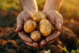 Fototapeta  - Farmer's Hands Presenting Freshly Harvested Potatoes
